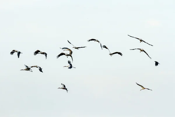 Aves — Fotografia de Stock