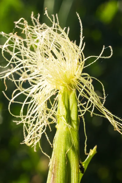 Planta silvestre —  Fotos de Stock