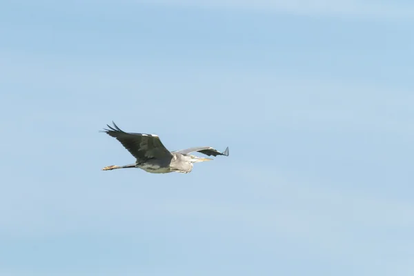 鳥 — ストック写真