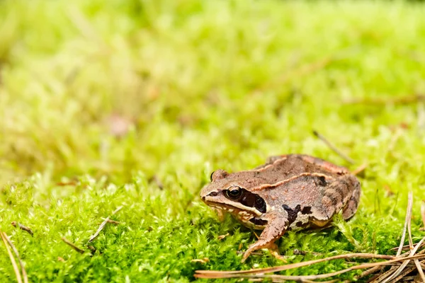 Frog — Stock Photo, Image