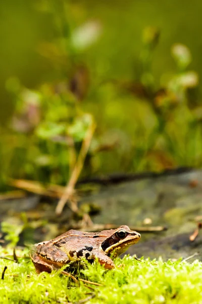 Frog — Stock Photo, Image