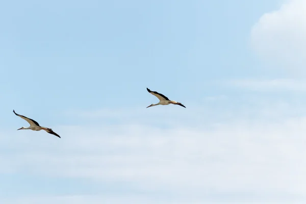 鳥 — ストック写真