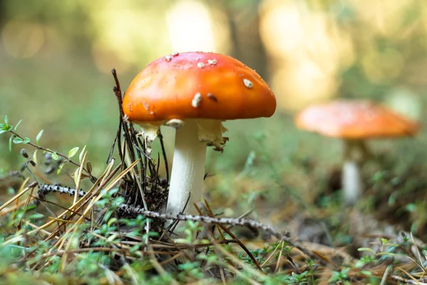 Pilz — Stockfoto