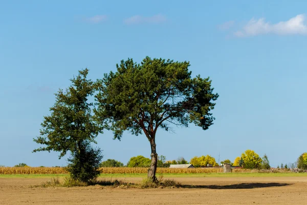 Árbol —  Fotos de Stock