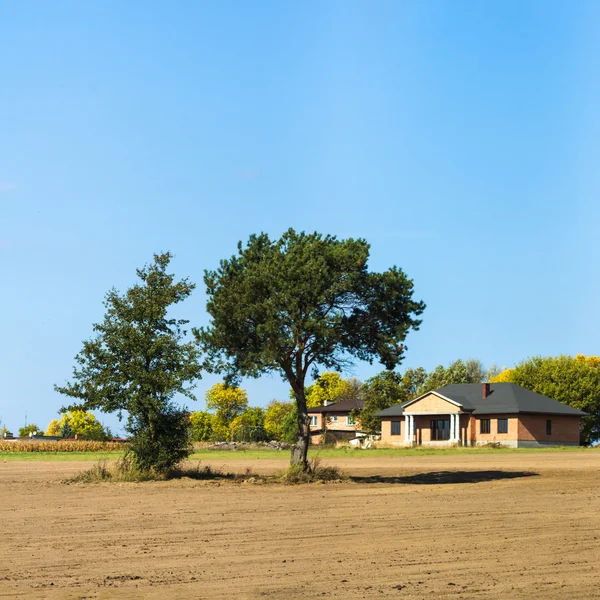 Árbol — Foto de Stock