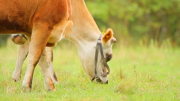 Kühe weiden auf der Sommerwiese — Stockvideo