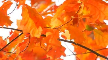 Sonbahar akçaağaç yaprakları