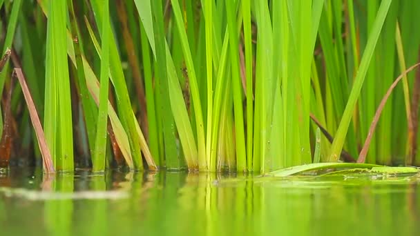 Grass in water — Stock Video