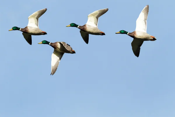 Birds — Stock Photo, Image