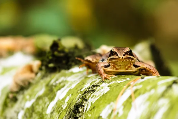 Frog — Stock Photo, Image