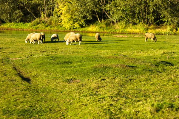 Sheep — Stock Photo, Image