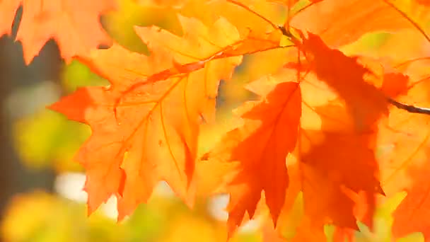 Hojas de arce de otoño — Vídeos de Stock