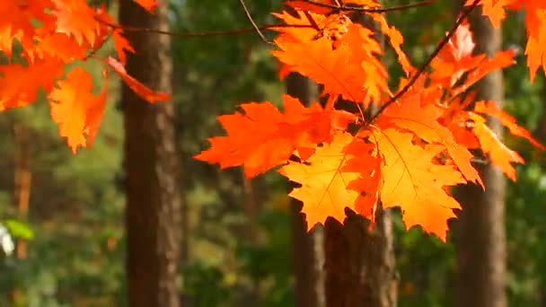 Осенние кленовые листья — стоковое видео