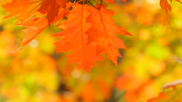 Hojas de arce de otoño — Vídeos de Stock