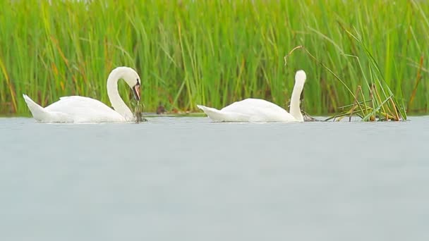 Cisnes Natação — Vídeo de Stock