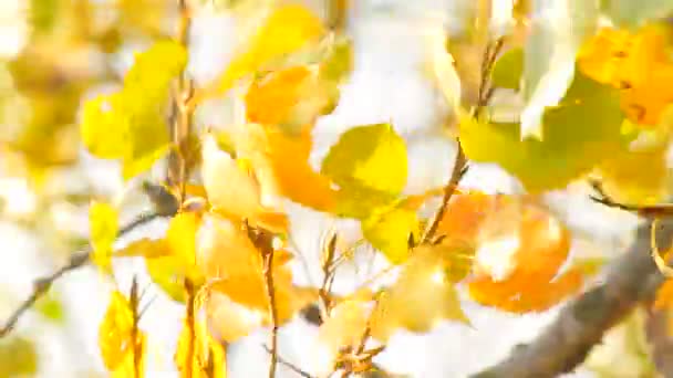 Planten voor natuurlijke achtergrond — Stockvideo