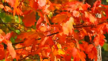 Sonbahar akçaağaç yaprakları