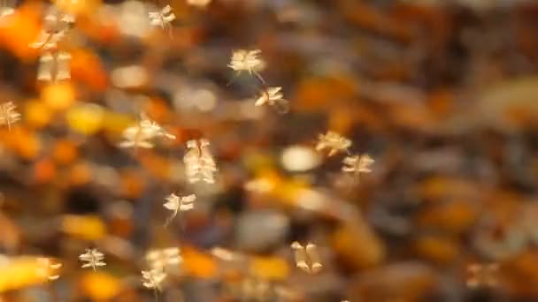 Insects on autumn background — Stock Video