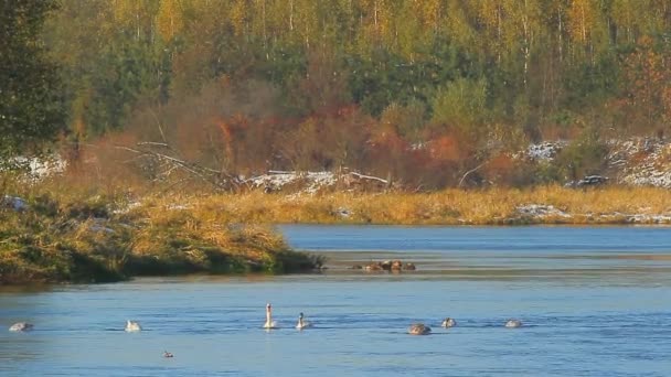 Oiseaux dans leur habitat naturel — Video