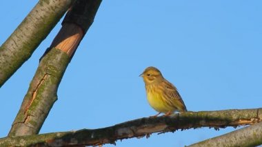 dişi sarı sağrılı sinekkapan