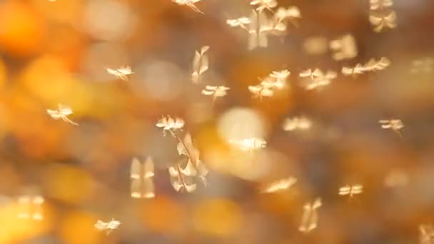 Έντομα σε φθινόπωρο φόντο — Αρχείο Βίντεο