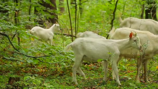 Young goats — Stock Video