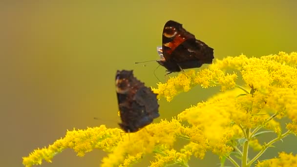 Mariposas sobre flor amarilla — Vídeo de stock