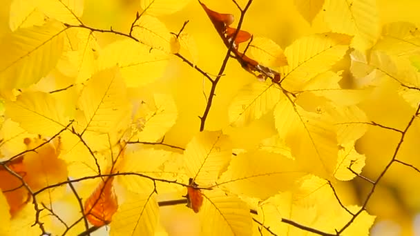 Foglie giallo autunno — Video Stock