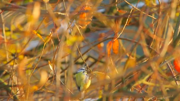 Uccello selvatico — Video Stock