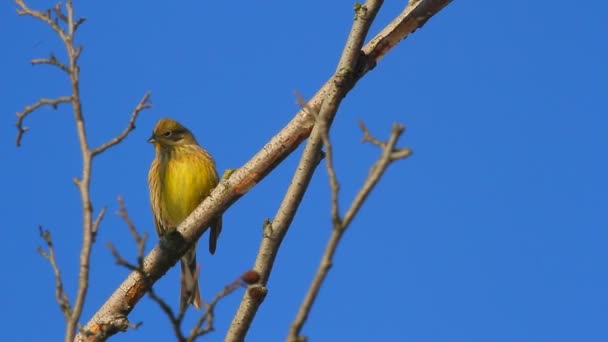 Fêmea de flycatcher Amarelo-rumped — Vídeo de Stock