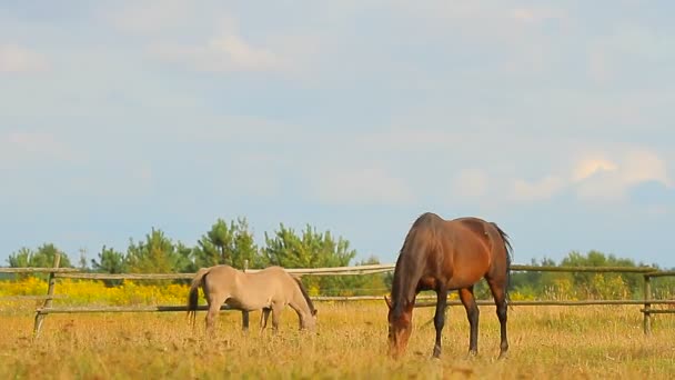 Paarden grazen — Stockvideo