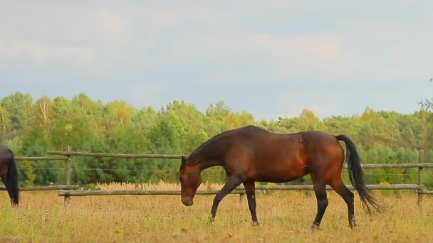 Pâturage des chevaux 