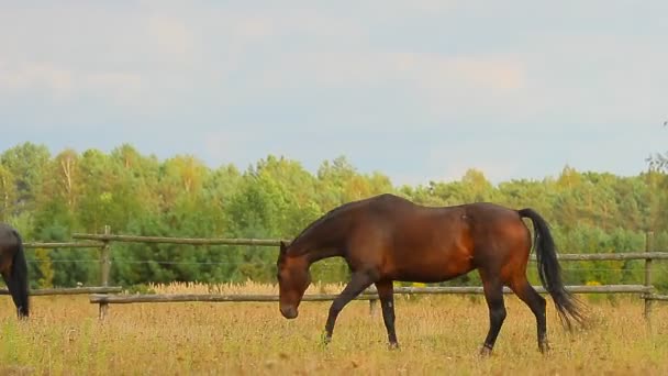 Pferde auf der Weide — Stockvideo