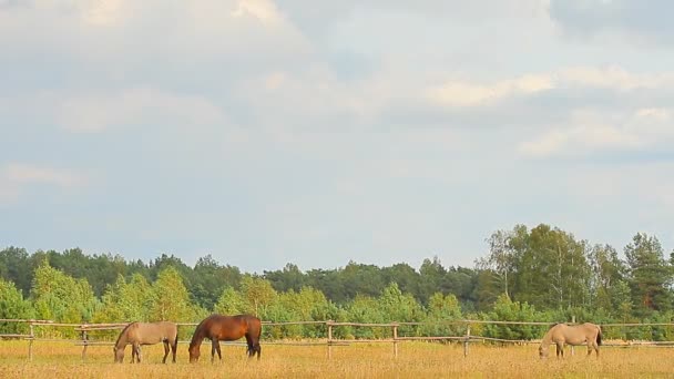 Pâturage des chevaux 