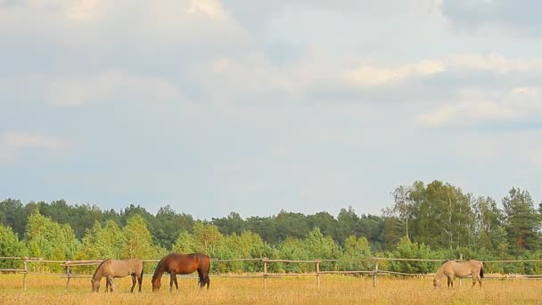 Caballos pastando — Vídeos de Stock