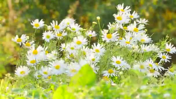 Wild Flowers — Stock Video