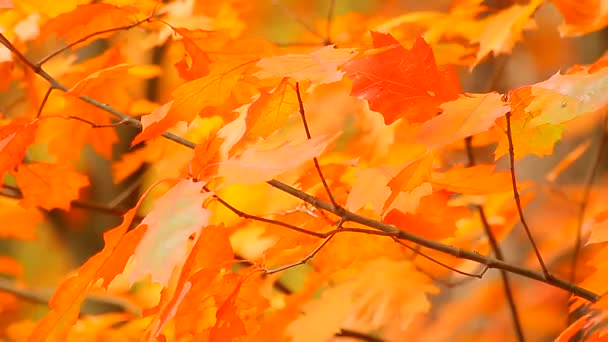 Hojas de arce de otoño — Vídeo de stock