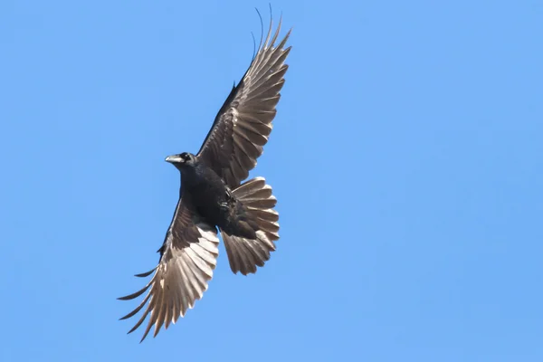 鳥 — ストック写真