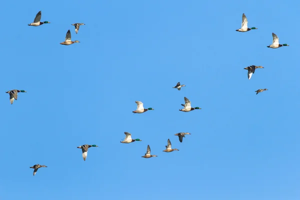 Vogels — Stockfoto