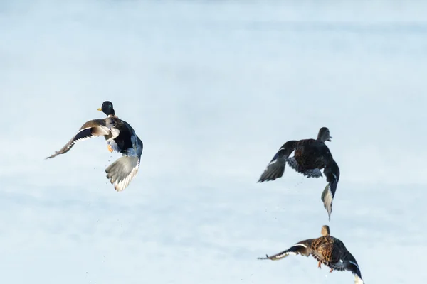 Aves — Foto de Stock