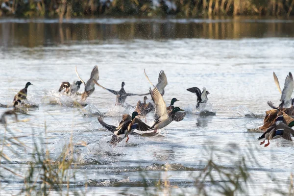 Aves — Fotografia de Stock