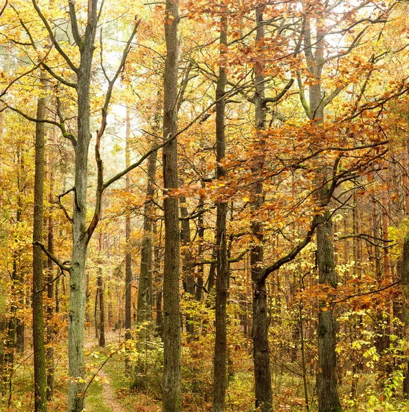 Bosque — Foto de Stock