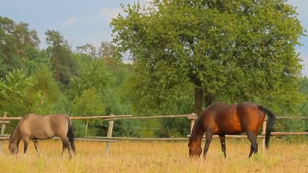 Pferde auf der Weide — Stockvideo