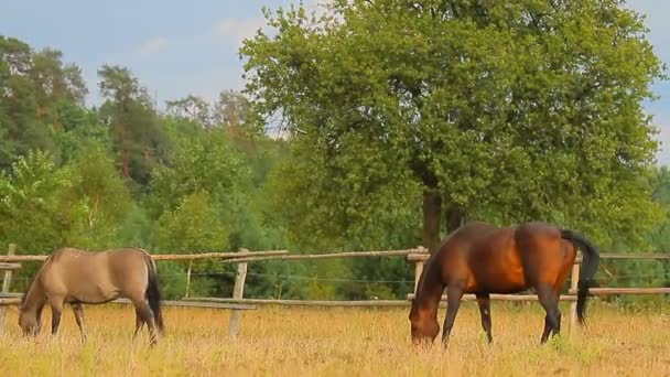 Caballos pastando — Vídeos de Stock