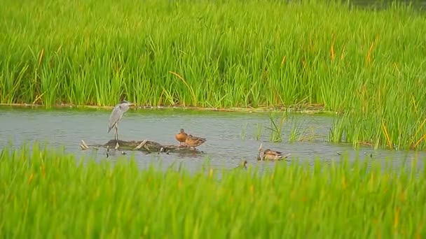 Patos en el agua — Vídeo de stock