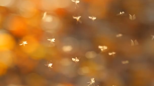 Insects on autumn background — Stock Video