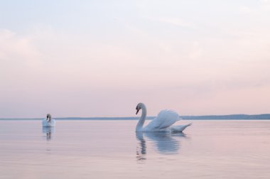 Kuğu.