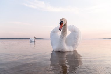 Kuğu.