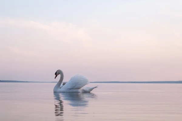 Schwan — Stockfoto