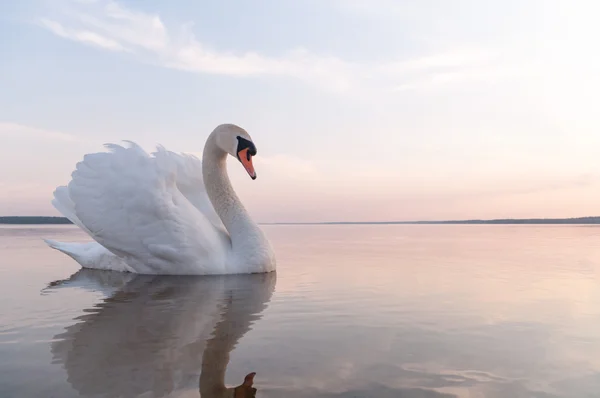 Cisne — Fotografia de Stock